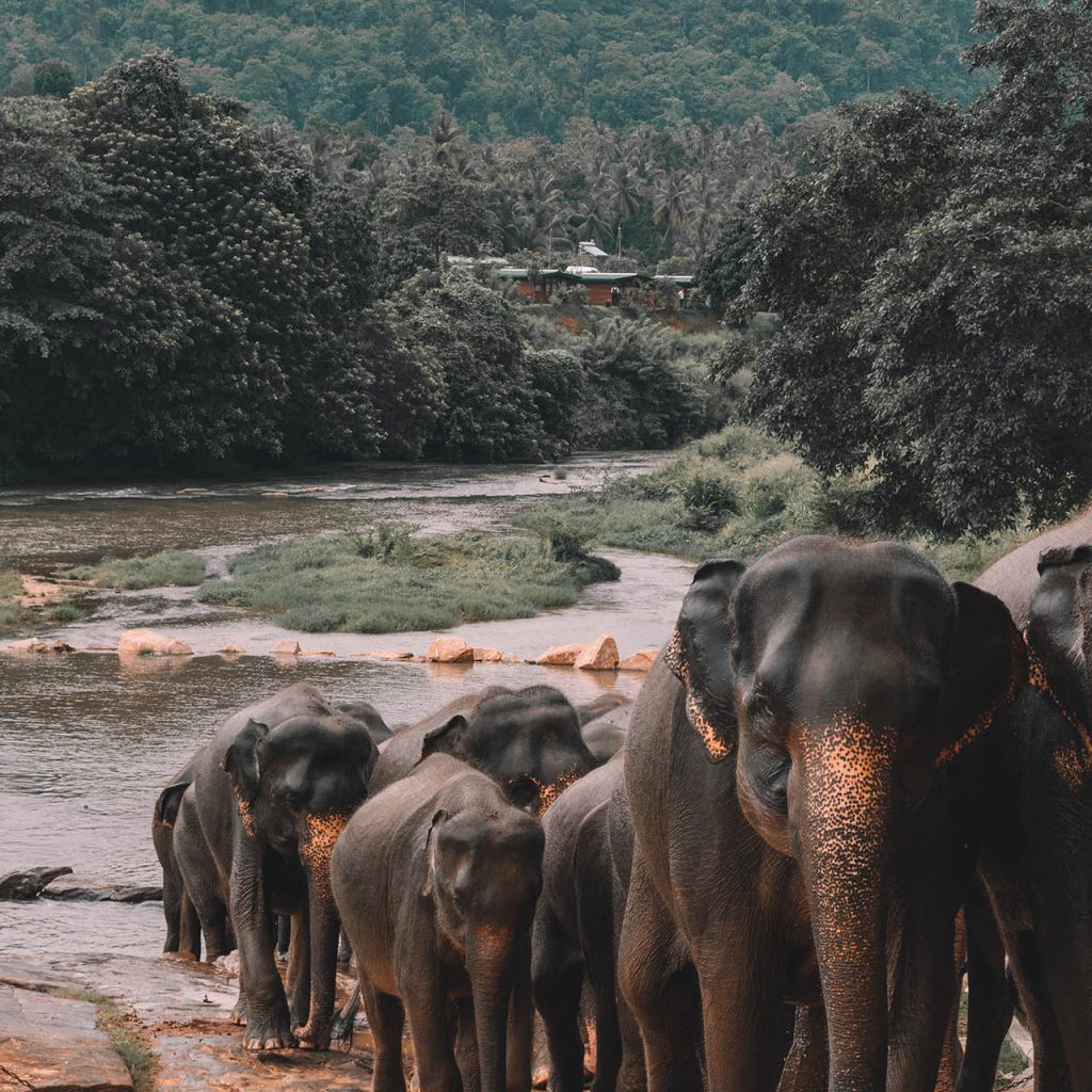 Sri Lanka 01