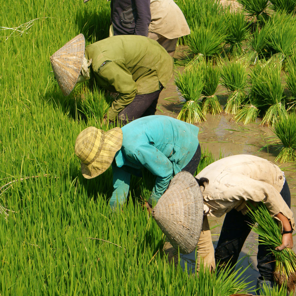 DAKLAK, VIETNAM-Group of Vietnamese farmer sow rice on paddy field_175931453