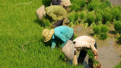 DAKLAK, VIETNAM-Group of Vietnamese farmer sow rice on paddy field_175931453