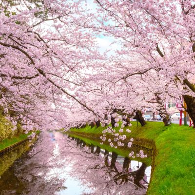 Full,Bloom,Sakura,-,Cherry,Blossom,At,Hirosaki,Park,,In